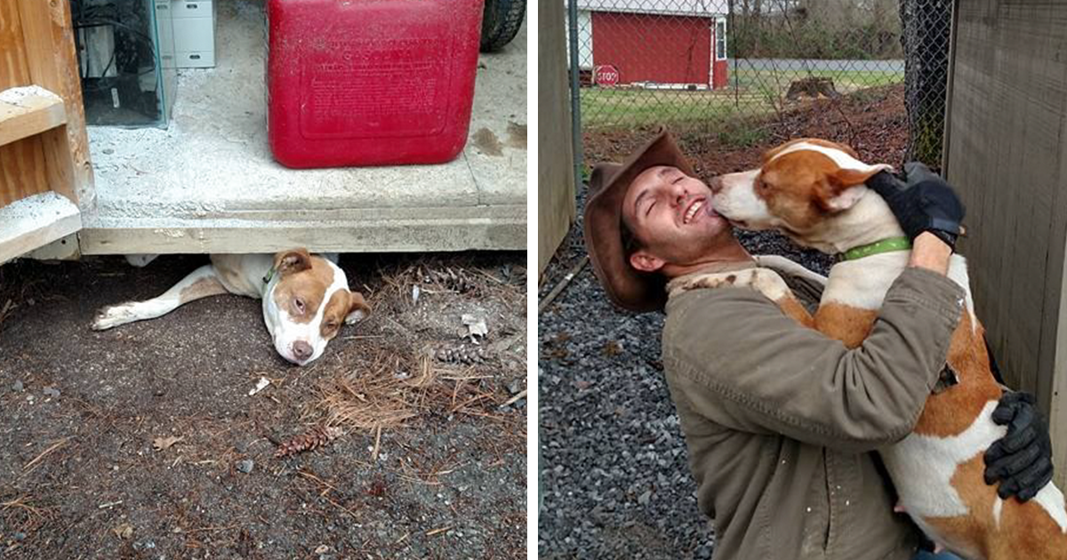 Salvou cadela presa debaixo de um abrigo, mas depois descobriu que salvou algo mais