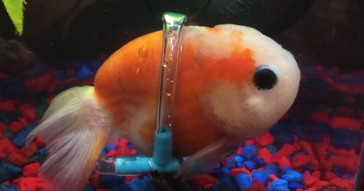 Este peixe não conseguia flutuar, e alguém lhe fez uma «cadeira de rodas»