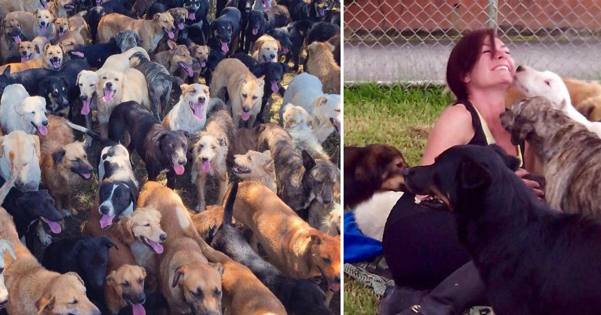 Esta mulher adotou centenas de cães que ninguém queria