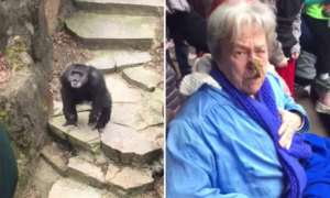 Chimpanzé atira cocó para o público, e acerta em cheio numa avó que foi ao Zoo