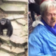 Chimpanzé atira cocó para o público, e acerta em cheio numa avó que foi ao Zoo