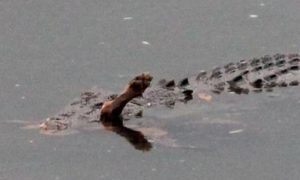 Dona assiste horrorizada a um crocodilo a comer o seu cão Rusty num lago