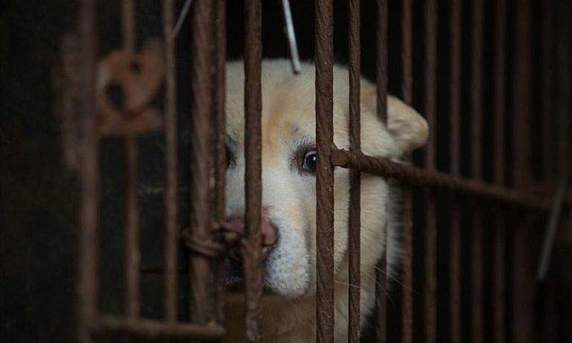 Taiwan é o primeiro país asiático a proibir o abate e consumo de cães e gatos