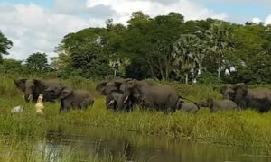Vídeo dramático em que um crocodilo agarra a tromba de um elefante bebé