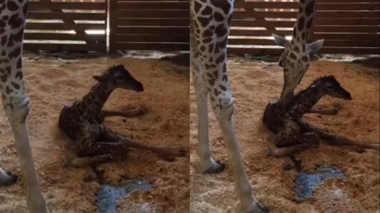 Girafa April deu à luz depois de 2 meses em trabalho de parto