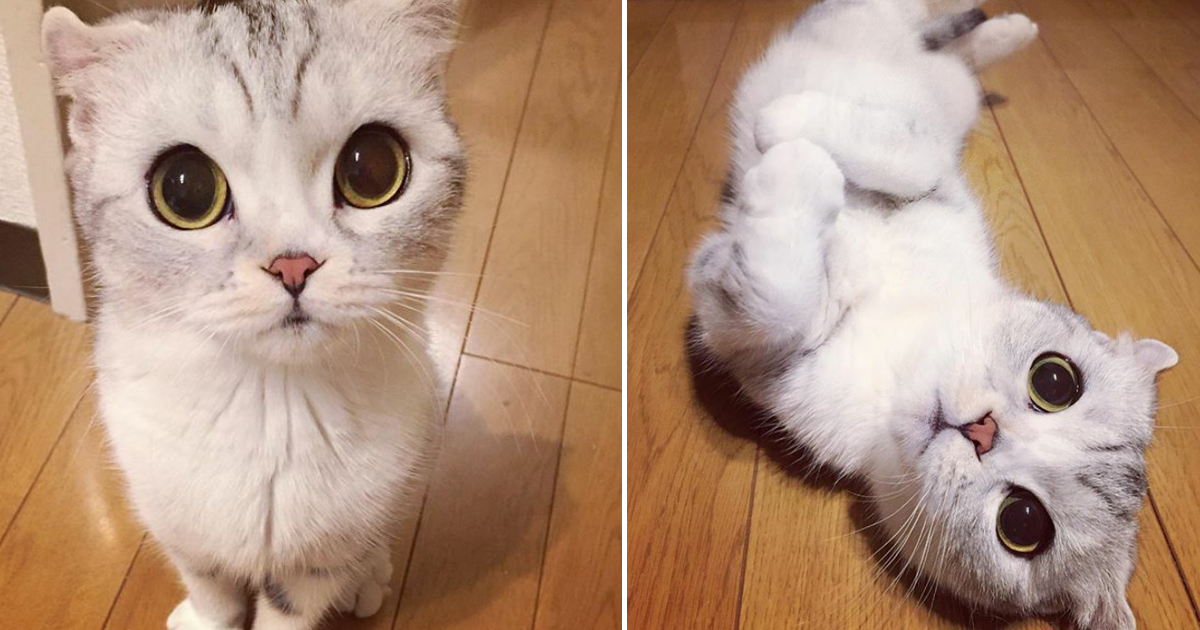 Hana, a gata japonesa de olhos grandes que está a conquistar o Instagram