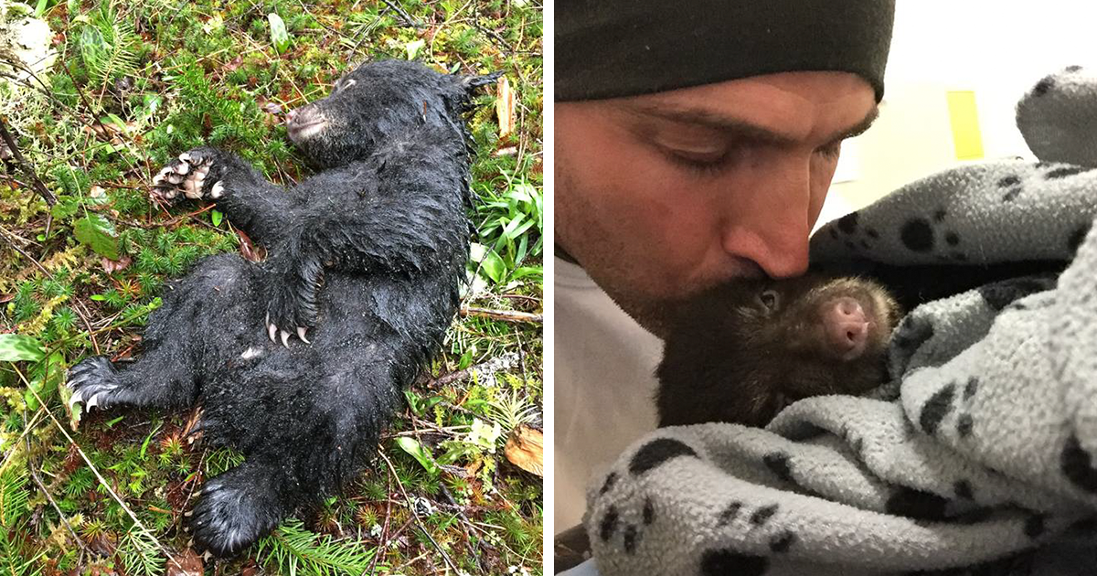Ele arriscou a vida para salvar um urso bebé que encontrou numa caminhada