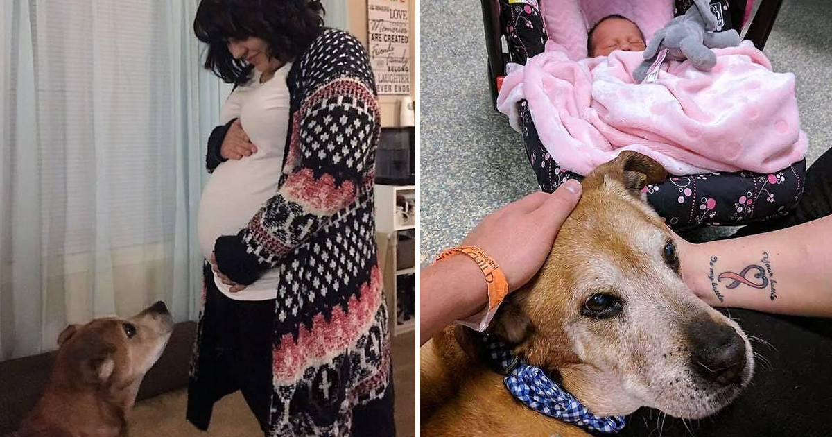 Cão doente consegue viver até dar as boas vindas ao bebé da família