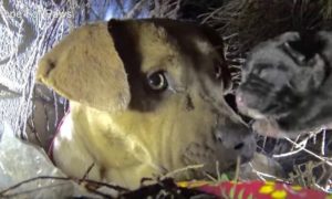 O salvamento desta cadela pitbull que deu à luz num buraco, e no meio de uma tempestade