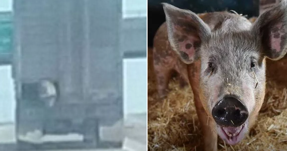 Wally, o porco que escapou do camião que ia a caminho do matadouro