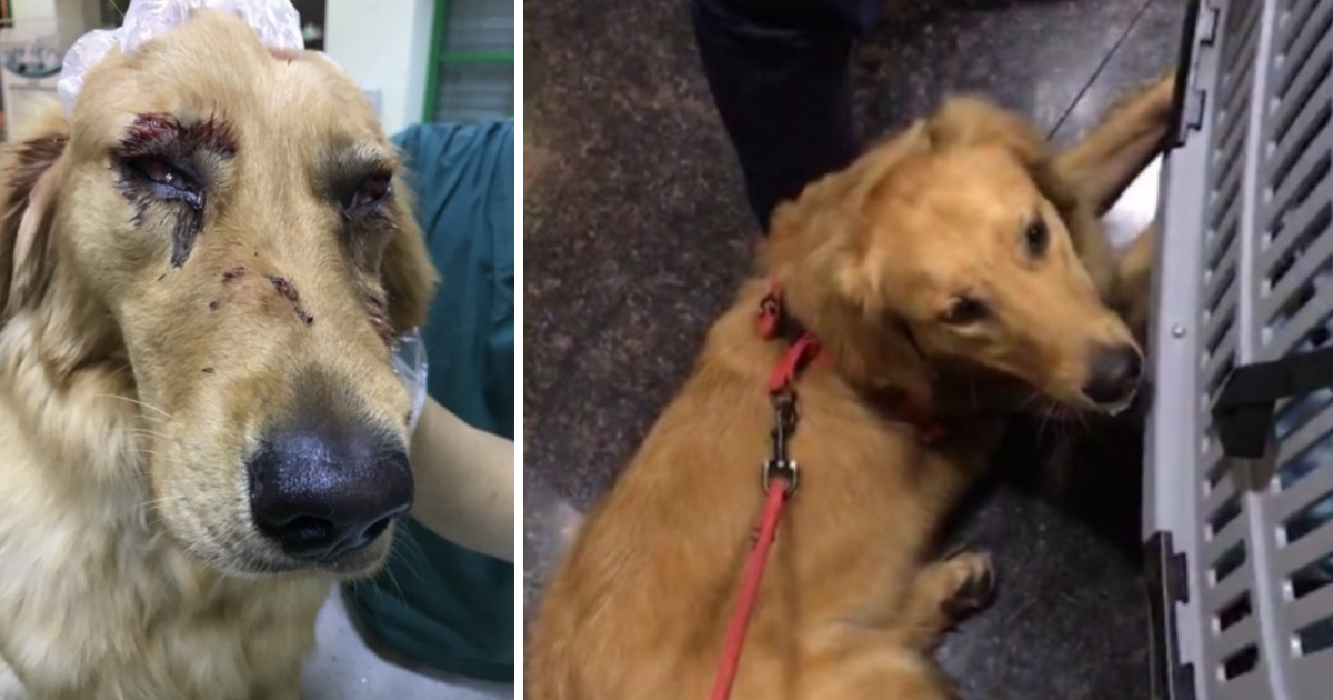Cão agredido por funcionários de aeroporto, depois de ter fugido, causa indignação