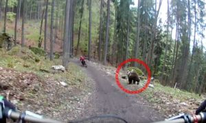 Urso ataca ciclistas que faziam trilho de BTT no meio da floresta