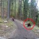 Urso ataca ciclistas que faziam trilho de BTT no meio da floresta