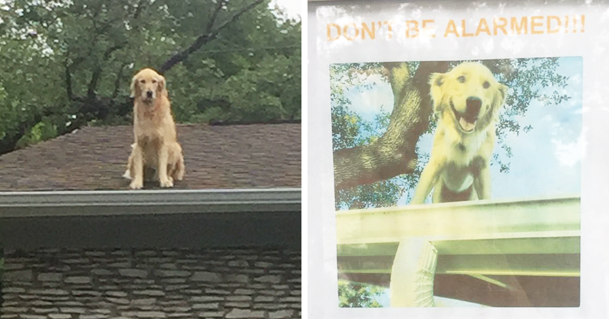 Família faz cartaz a explicar porque razão o seu cão está sempre no telhado