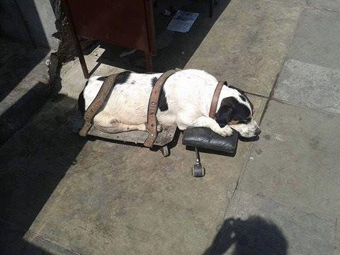 Cão esteve atado várias semanas numa estação de comboios, até que alguém o salvou