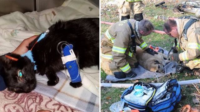 Cão encontra gato preso num buraco, 2 meses depois de um incêndio em casa