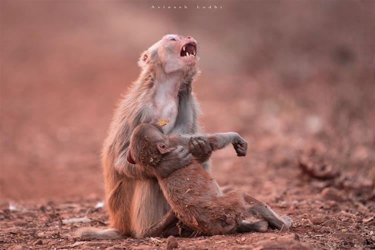 Fotografia capta a angústia de uma mãe macaca agarrada à cria