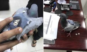 Este pombo foi &#8220;detido&#8221; por tráfico de droga