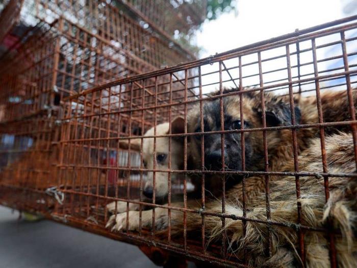 Venda de carne de cão foi finalmente proibida no festival Yulin na China