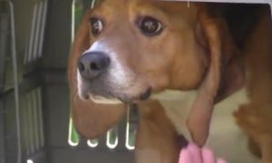 Beagles que passaram toda a vida em laboratórios, são libertados pela primeira vez
