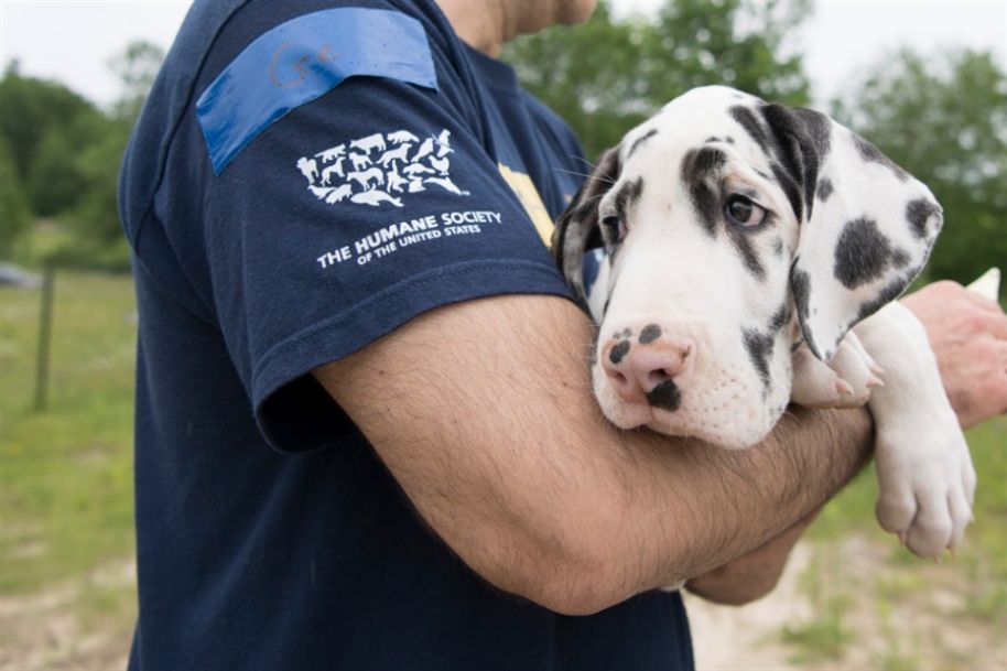 84 cães que viviam em condições cruéis foram resgatados pela polícia