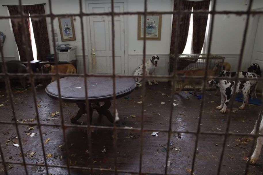 84 cães que viviam em condições cruéis foram resgatados pela polícia