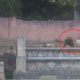 Reportagem revela tortura de elefantes bebés em zoo na Alemanha