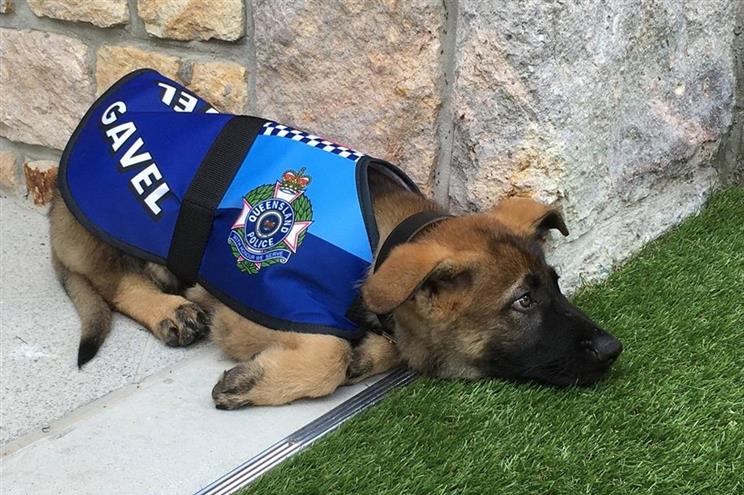 Cão &#8220;demasiado fofinho&#8221; para ser polícia, ganhou novo emprego