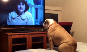 Bulldog tenta &#8220;proteger&#8221; os humanos ao ver um filme de terror na TV