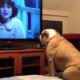 Bulldog tenta &#8220;proteger&#8221; os humanos ao ver um filme de terror na TV