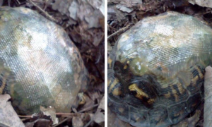 Veterinária usou fibra de vidro para reparar carapaça de tartaruga partida, e libertou-a