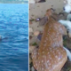 Cão entra na água para salvar &#8220;bambi&#8221; de morrer afogado, num momento único
