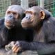 Chimpanzés resgatados esperam que o grupo esteja reunido para começar a jantar