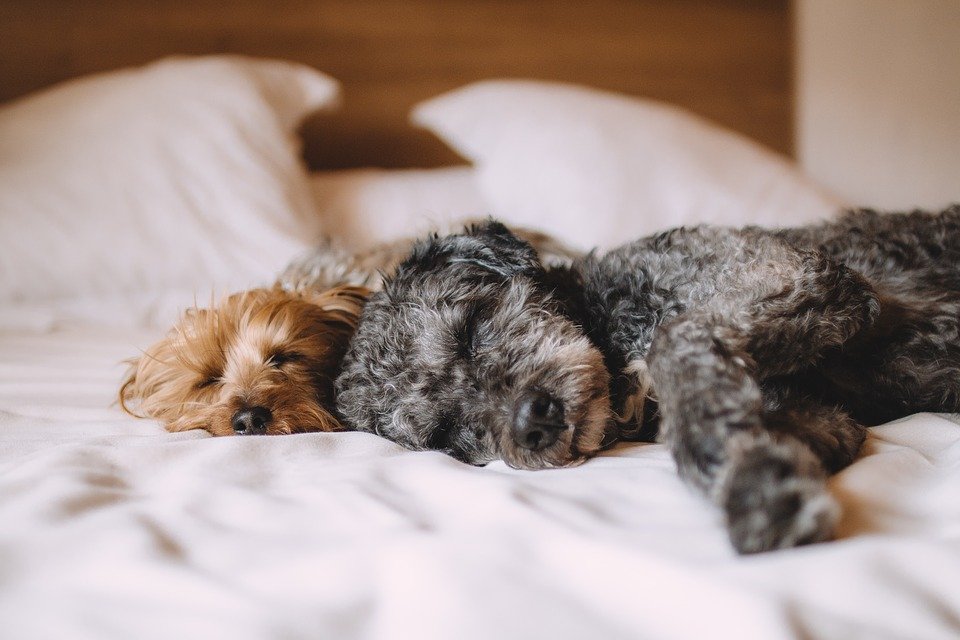 Estudo revela que dormir com o teu cão pode ajudar-te a melhorar o sono
