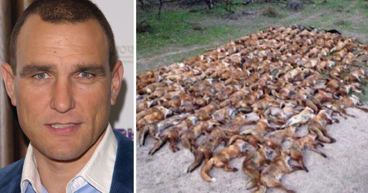 Vinnie Jones nega ter publicado fotografia com mais de 100 raposas mortas