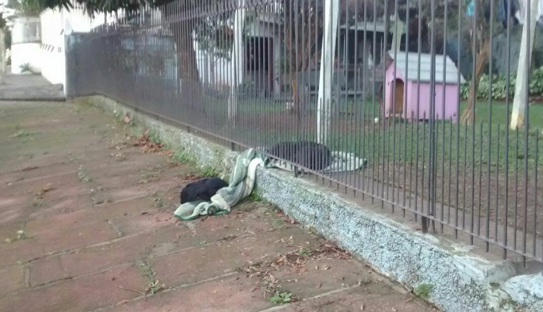 Cadela adotada partilha cobertor com cão que estava na rua, e o gesto de bondade viraliza