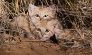Gatos-do-deserto selvagens filmados no seu habitat natural