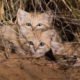 Gatos-do-deserto selvagens filmados no seu habitat natural