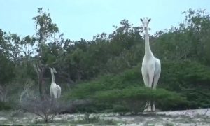 Duas girafas brancas, raríssimas, foram filmadas no Quénia