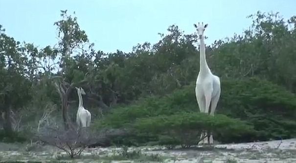 Duas girafas brancas, raríssimas, foram filmadas no Quénia