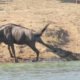 Dois hipopótamos salvam gnu atacado por um crocodilo