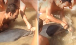 Golfinho preso em rede de pesca nadou até à praia, e foi salvo pelos banhistas