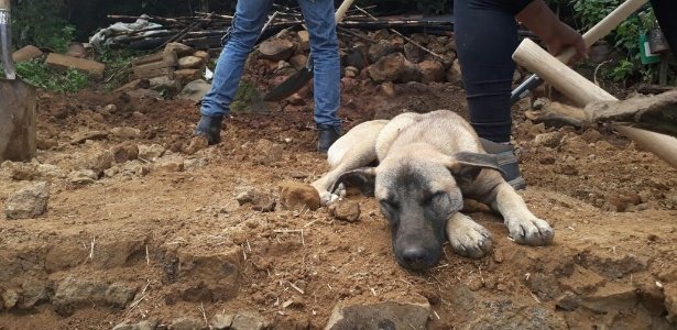 Jacinto, o cão que espera pelo dono que faleceu no terramoto no México