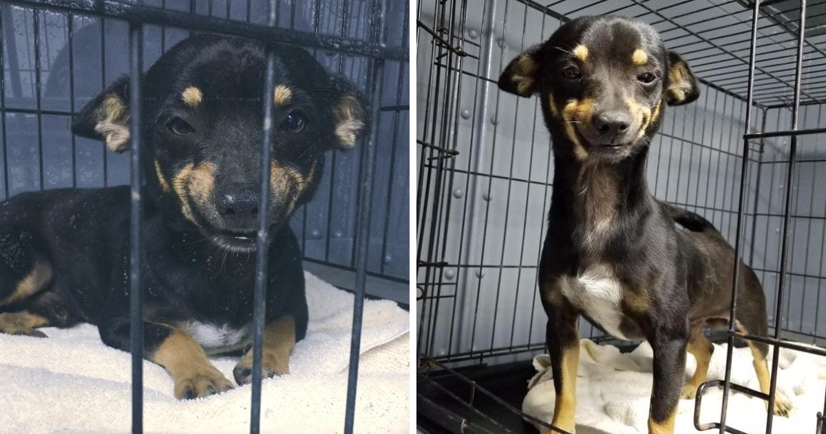 Abrigo postou foto deste cão &#8220;sorridente&#8221;, derreteu as redes sociais, e todos o queriam adotar