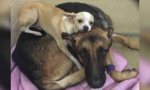 Chihuahua deitou-se em cima do melhor amigo, doente, só para o reconfortar