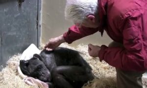 Chimpanzé idosa e doente recusava comer, até que reencontrou um velho amigo
