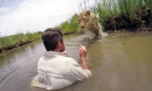 O reencontro com a leoa que salvou há 7 anos teve um final de tirar o fôlego