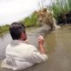 O reencontro com a leoa que salvou há 7 anos teve um final de tirar o fôlego