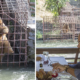 Ursos famintos imploram por restos, obrigados a ver famílias a jantar em restaurante à beira-rio