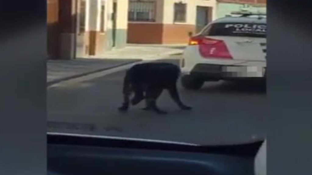 Espanha: Polícia &#8220;recolhe&#8221; cão vadio atando-o ao carro patrulha e provoca fúria nas redes sociais